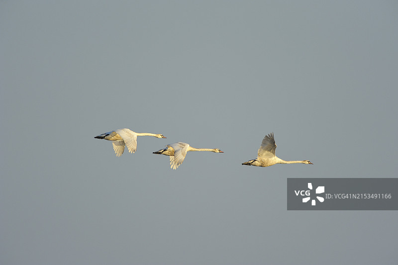 飞行中的疣鼻天鹅（Cygnus olor），位于奥地利布尔根兰州新锡德尔湖的伊尔米茨图片素材