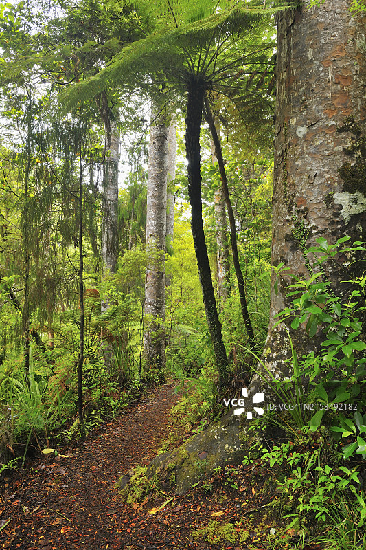 新西兰北岛怀波瓦贝壳杉森林小径图片素材
