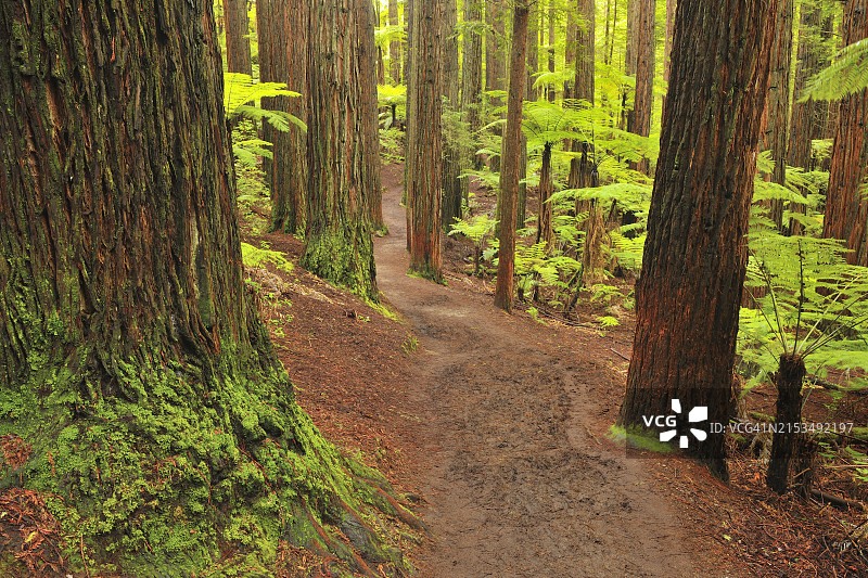 新西兰丰盛湾怀卡雷瓦雷瓦森林红杉小径图片素材