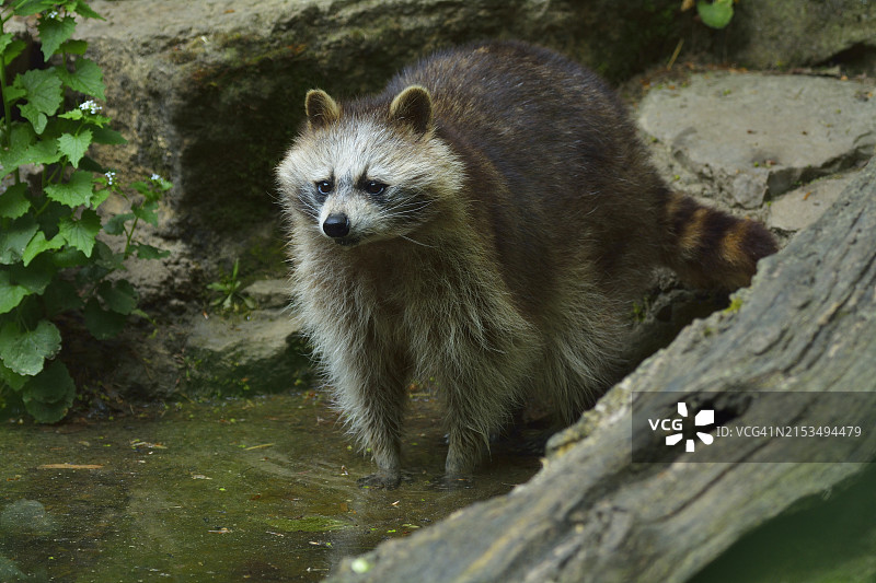 德国春季的浣熊（Procyon lotor）图片素材