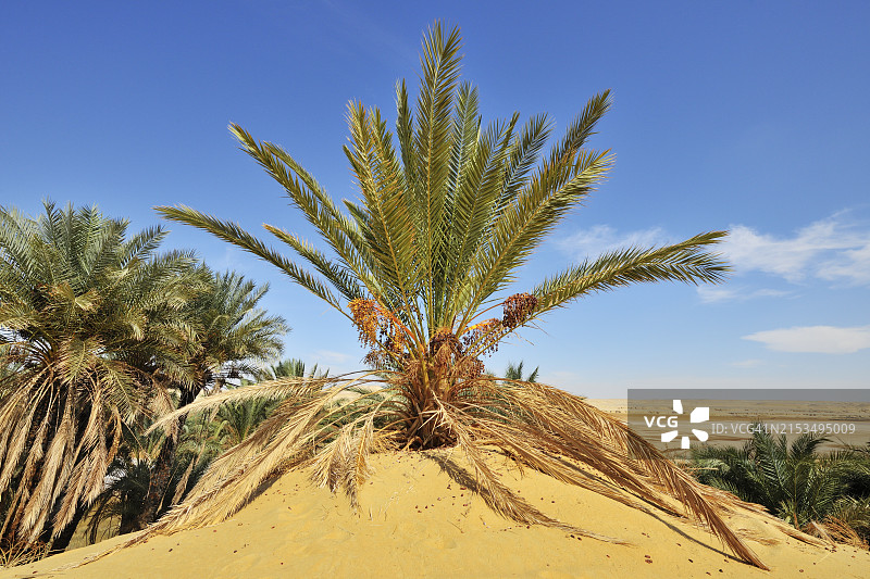位于埃及撒哈拉沙漠的枣椰树图片素材