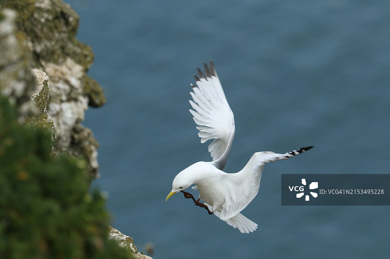一只壮丽的三趾鸥即将降落在悬崖上筑巢图片素材
