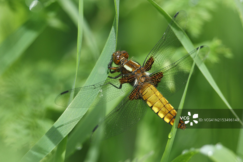 新出现的阔体蜻蜓停留在春天的一片草叶上图片素材