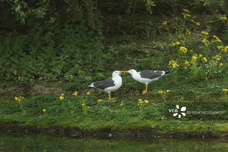 两只黑背鸥在春季的湖边展示图片素材