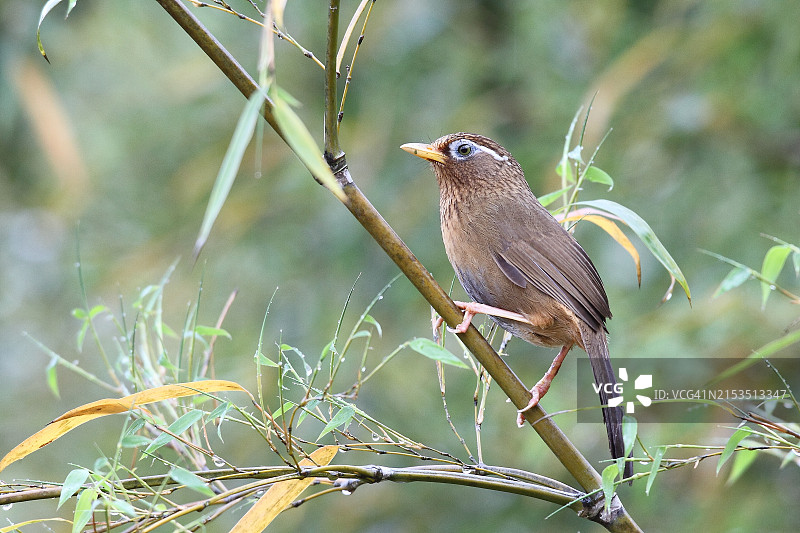 画眉鸟图片素材