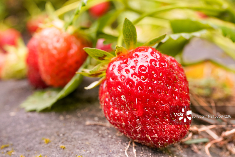 晚春时节的有机草莓图片素材