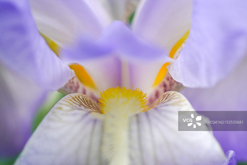 微距拍摄：鸢尾花图片素材