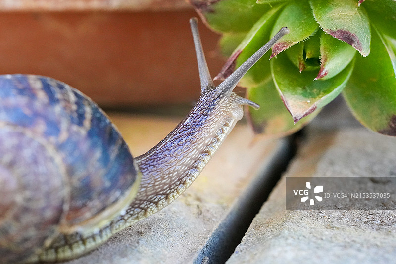 蜗牛向石头上的多肉植物爬行图片素材