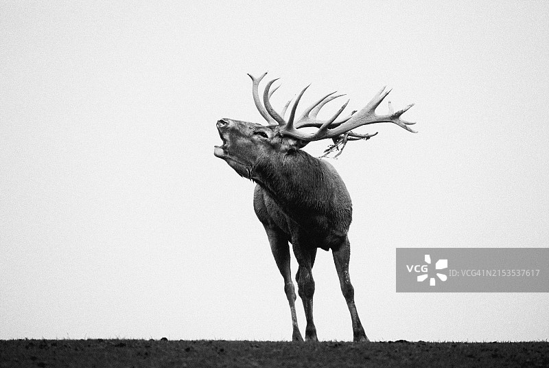 咆哮的马鹿图片素材