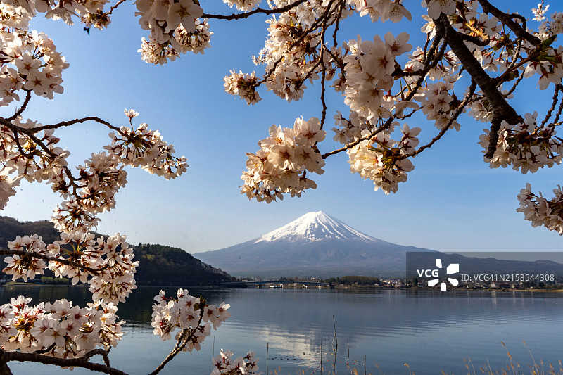 红色樱花图片素材