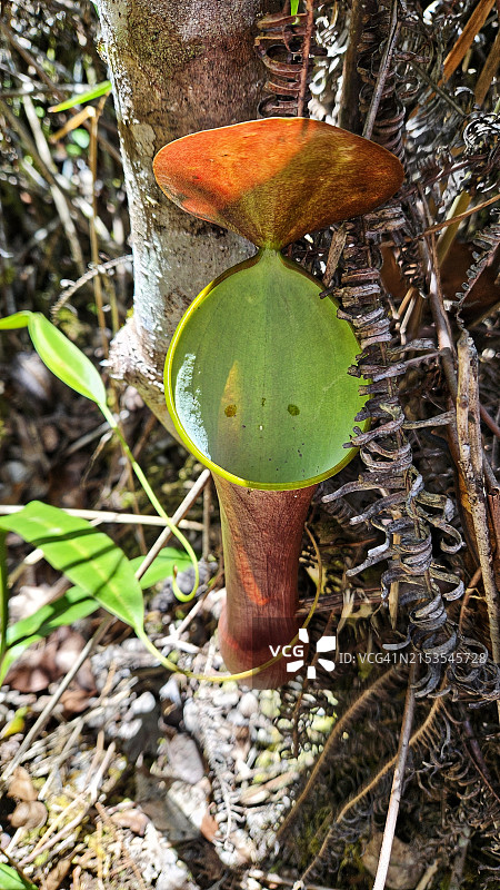 马来西亚沙捞越巴里奥普隆陶国家公园的猪笼草的俯视角度照片图片素材