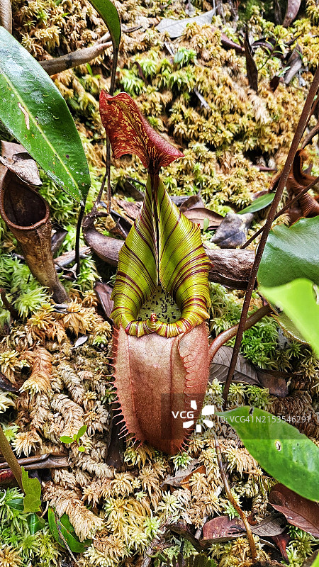 马来西亚沙捞越巴里奥 Pulong Tau 国家公园发现的维奇猪笼草的高角度景观图片素材