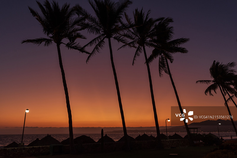 墨西哥布塞里亚斯随风摇曳的棕榈树图片素材