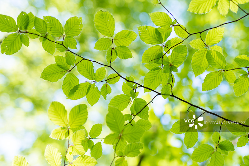 森林中的春季和绿叶图片素材