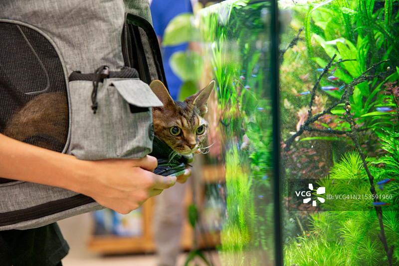 德文雷克斯猫从宠物背包里看鱼缸图片素材