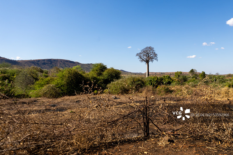马达加斯加乡村的孤独猴面包树图片素材