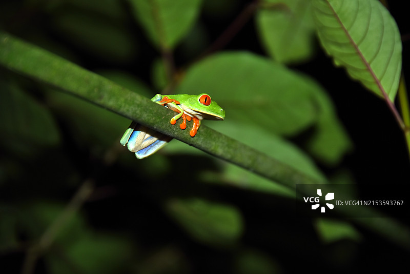 红眼树蛙图片素材