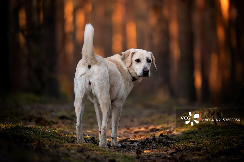 拉布拉多犬站在森林里回头看图片素材