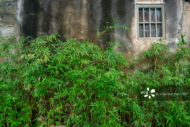 古宅前的竹林图片素材