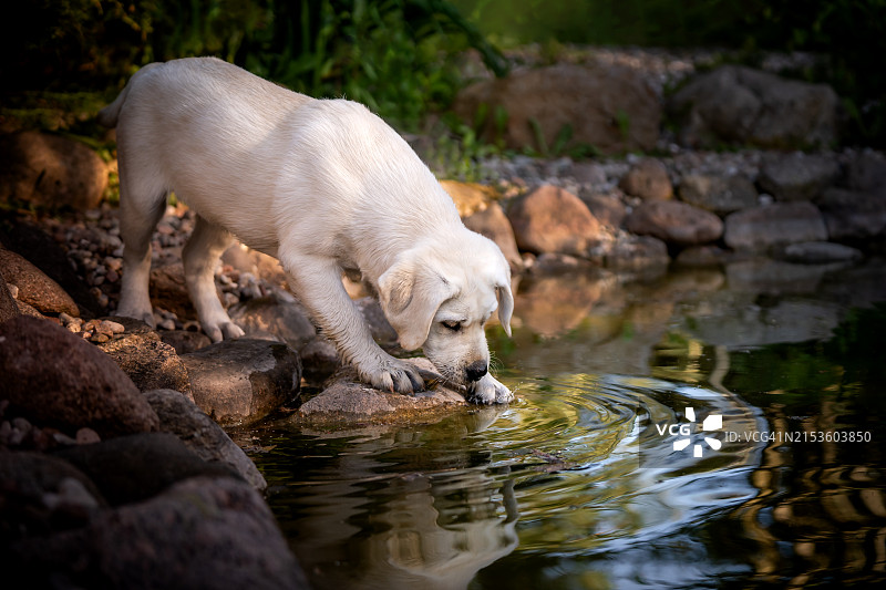 好奇的拉布拉多幼犬探索世界图片素材