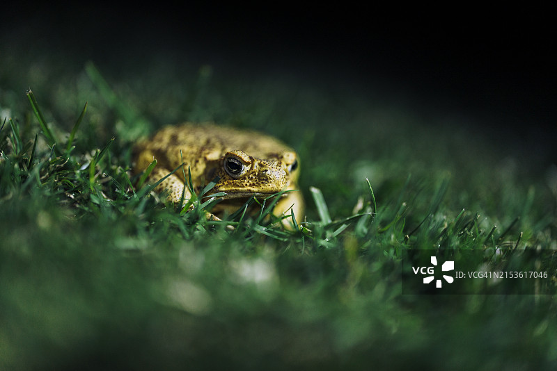 夏威夷大岛上的野生青蛙图片素材