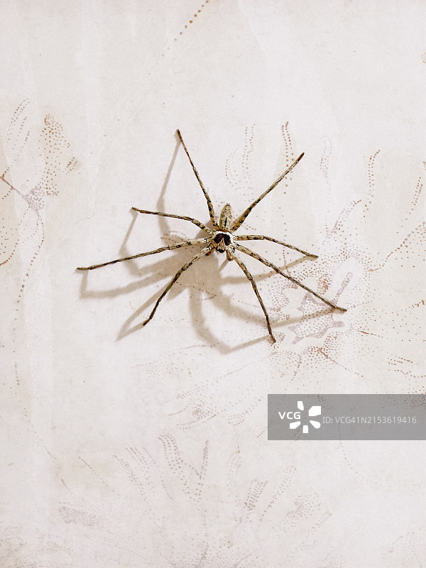 蜘蛛停在墙上图片素材