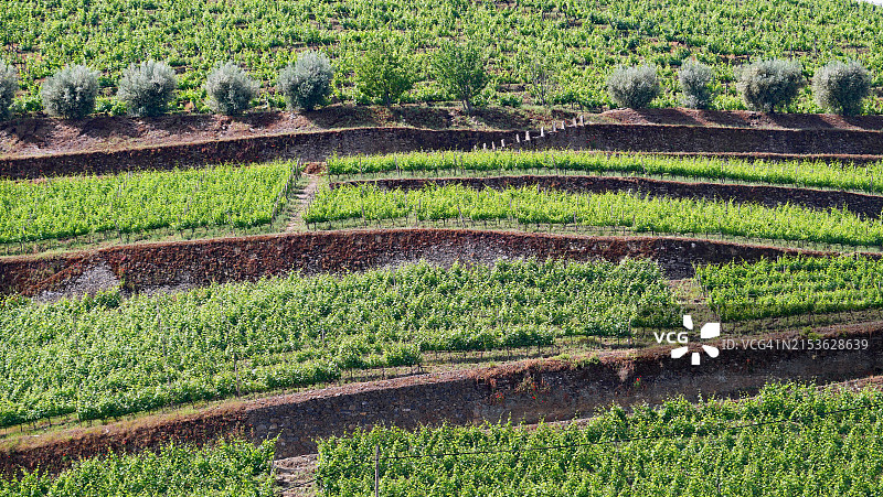 梯田葡萄园和橄榄树特写，葡萄牙杜罗河谷皮尼昂图片素材
