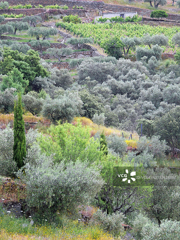 葡萄牙杜罗河谷山坡上的橄榄树和葡萄藤图片素材