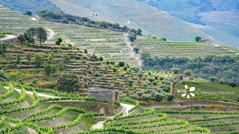杜罗河谷葡萄园和橄榄树路边一栋废弃的石头房子。无人。在葡萄牙维拉雷阿尔皮尼昂拍摄。阳光。自然色彩。图片素材