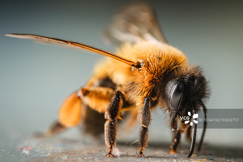 蜜蜂图片素材