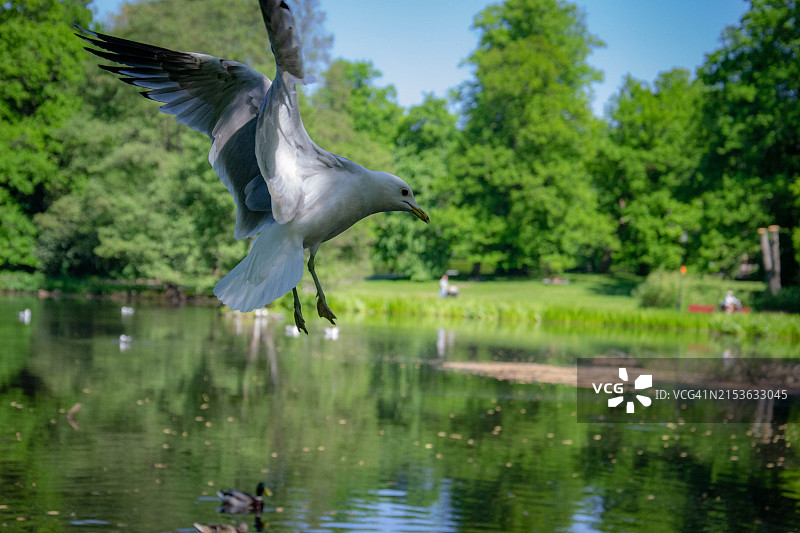 海鸥在平静水面上空飞翔图片素材