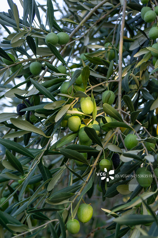 树上的橄榄图片素材