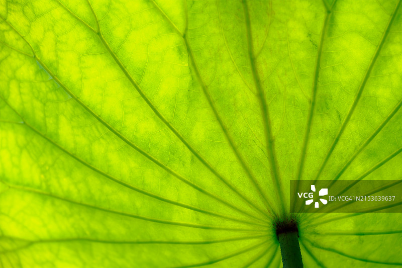 莲花植物背景图片素材