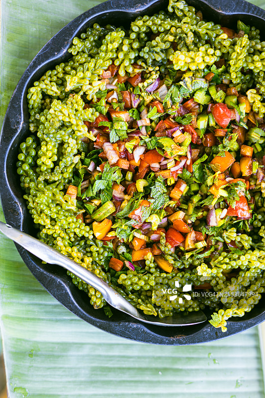 菲律宾中吕宋岛塔拉克省的绿藻海葡萄图片素材