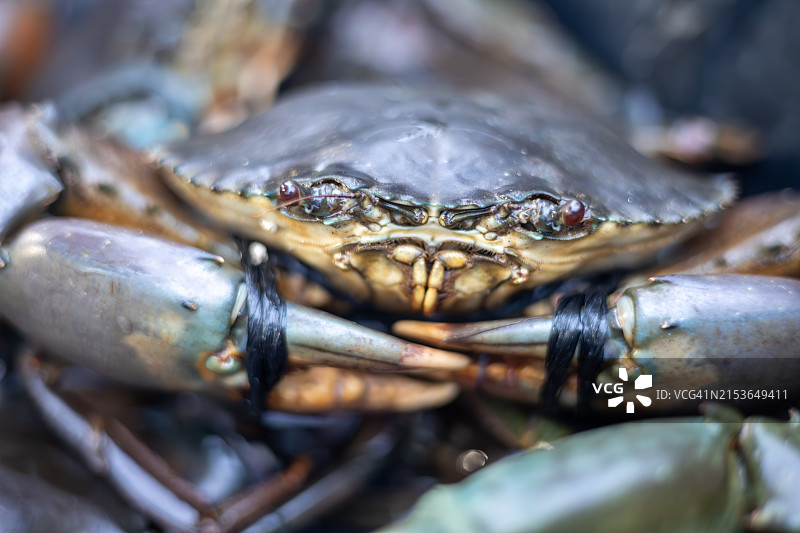 菲律宾保和岛中部维萨亚斯群岛的泥蟹图片素材