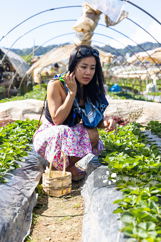 碧瑶草莓园，菲律宾吕宋岛中部本格特省碧瑶市，东南亚图片素材