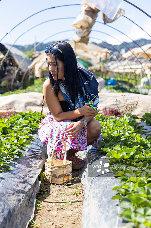 碧瑶草莓园，菲律宾吕宋岛中部本格特省碧瑶市，东南亚图片素材