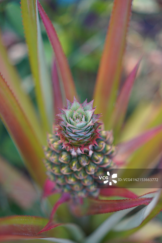 自然背景下的菠萝树结果实景象图片素材