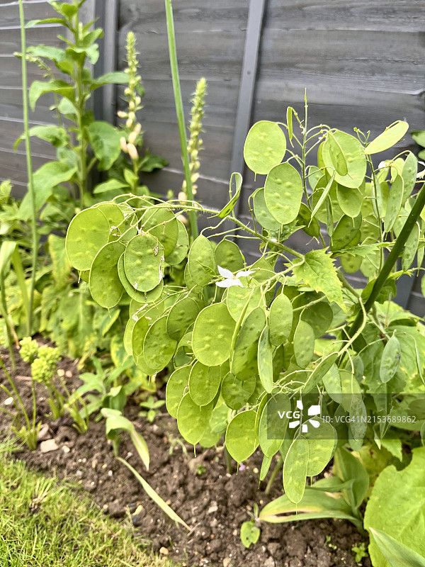 菝葜种子头图片素材