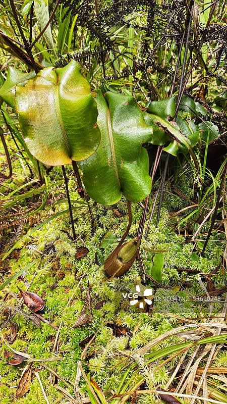 马来西亚沙捞越巴里奥普隆陶国家公园，猪笼草与柔软苔藓地面高角度视图图片素材