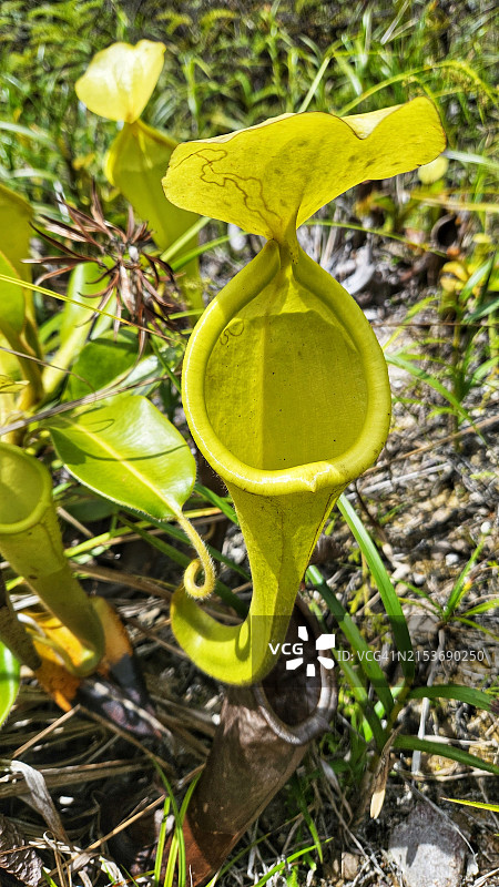 俯视马来西亚砂拉越州猪笼草图片素材