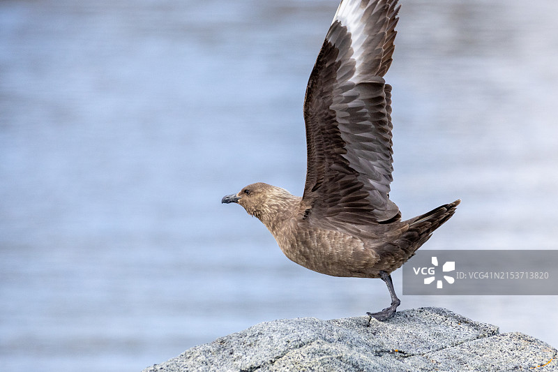 玛格丽特湾的马蹄岛图片素材