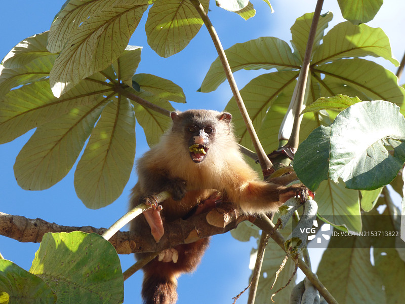 黑尾狨猴食用构树果实图片素材