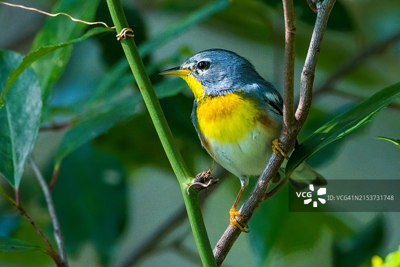 北部帕鲁拉莺图片素材