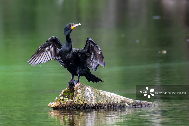 栖息在河上的双冠鸬鹚图片素材
