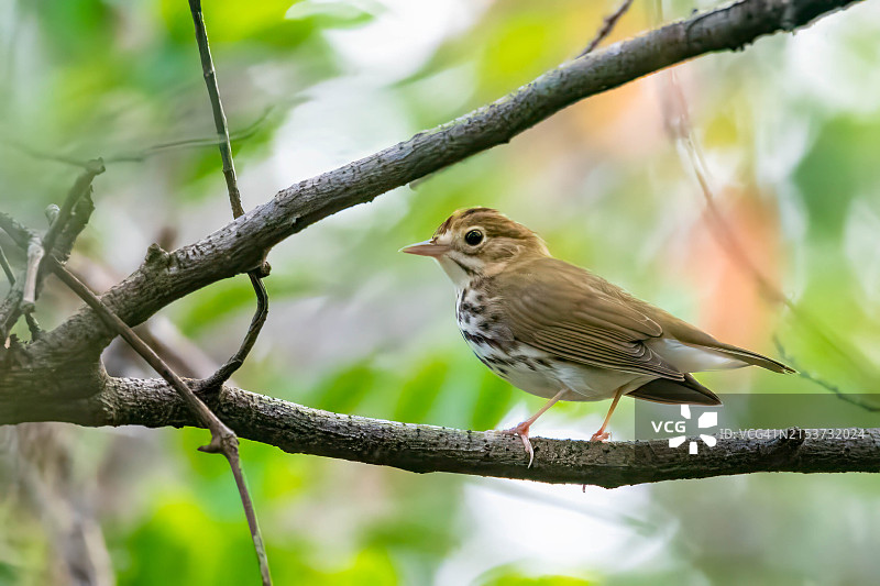 鸣叫的 Ovenbird 莺图片素材