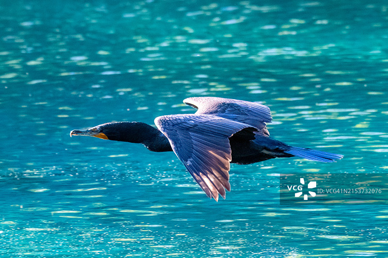 飞行中的双冠鸬鹚图片素材