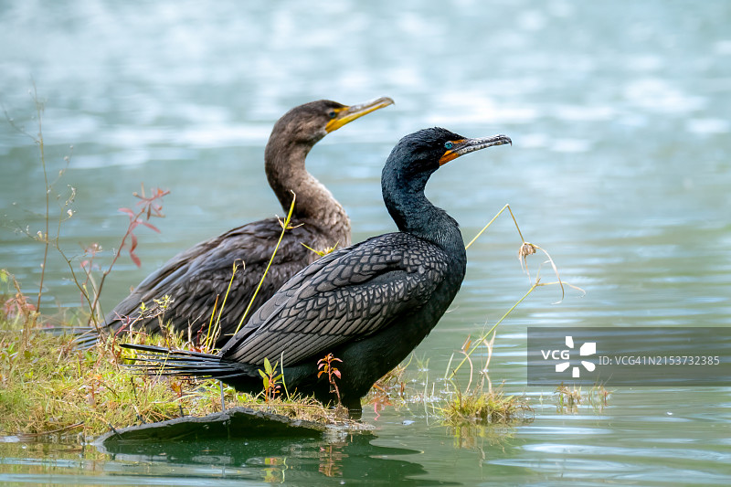 双冠鸬鹚图片素材