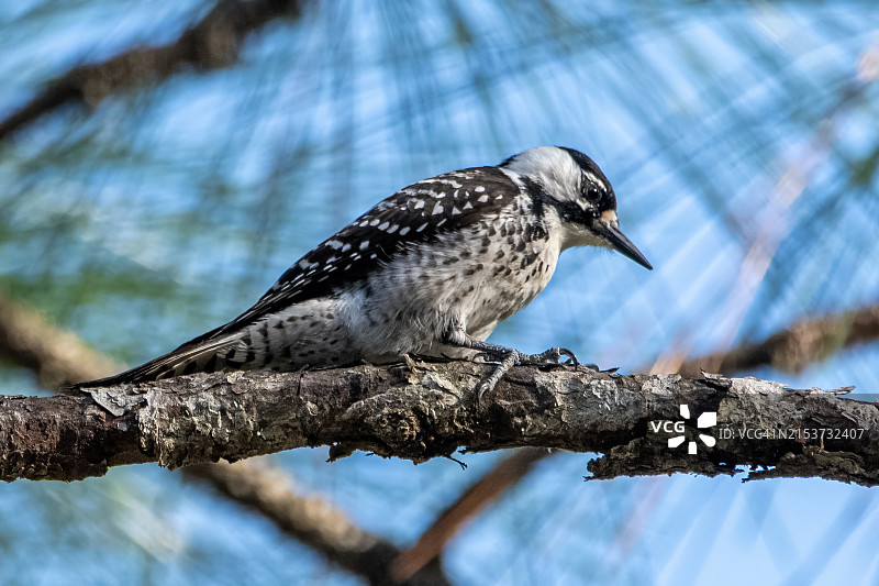 奥卡拉国家森林的红顶啄木鸟图片素材
