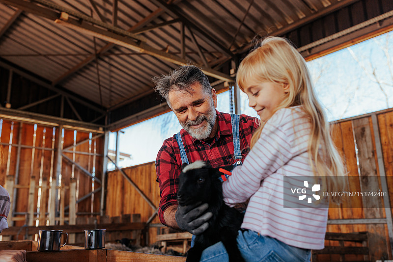 在谷仓里和祖父一起抚摸小羊羔的小女孩图片素材
